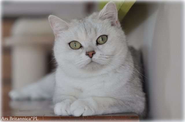 Duffy Golden Teddys*PL