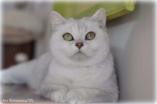 Duffy Golden Teddys*PL