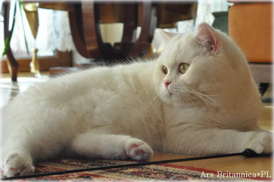 GB*Templegates Vivaldi