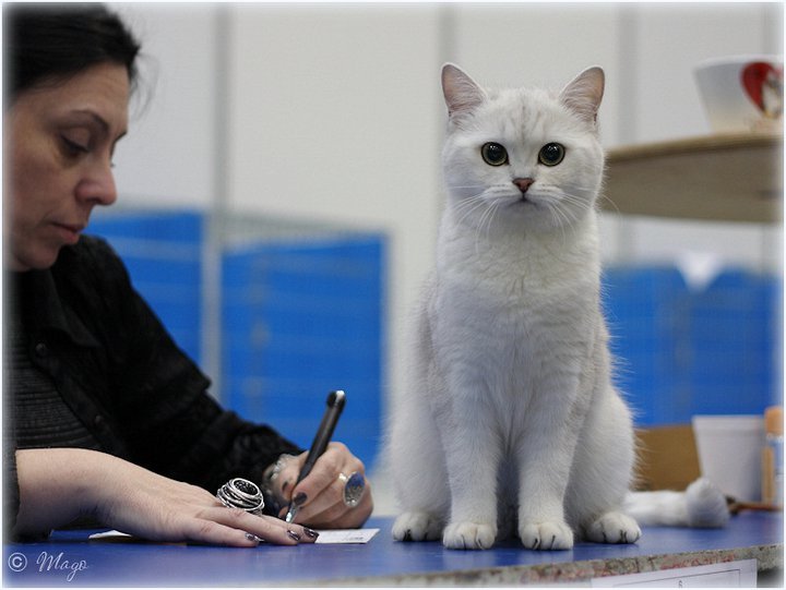 IC Ellada Anirette*EE