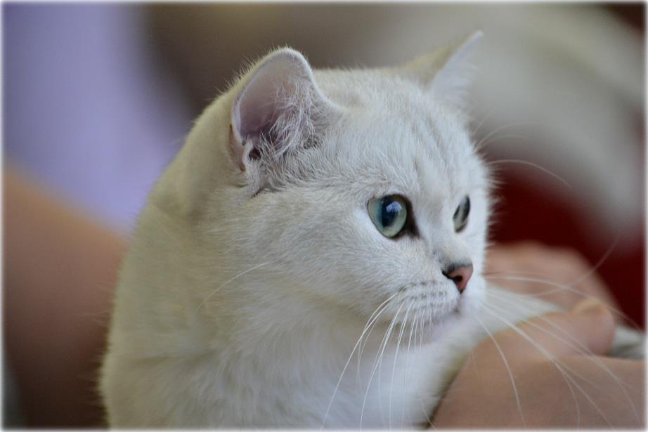 IC Ellada Anirette*EE