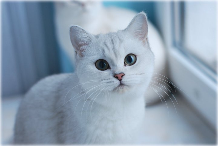 IC Ellada Anirette*EE