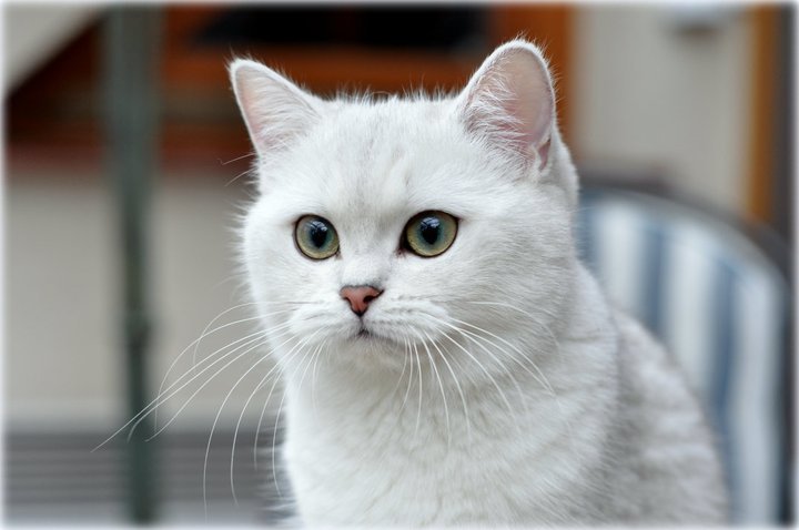 IC Ellada Anirette*EE