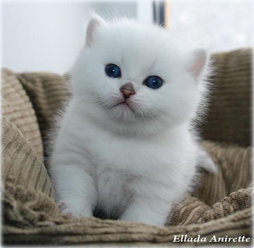 IC Ellada Anirette*EE