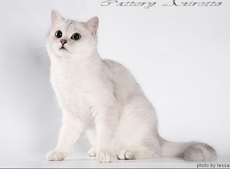 CH Francesca Schonweg