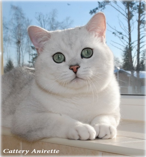 IC Capitan Ermine Trace