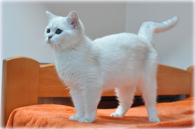 Esme Ars Britannica*PL