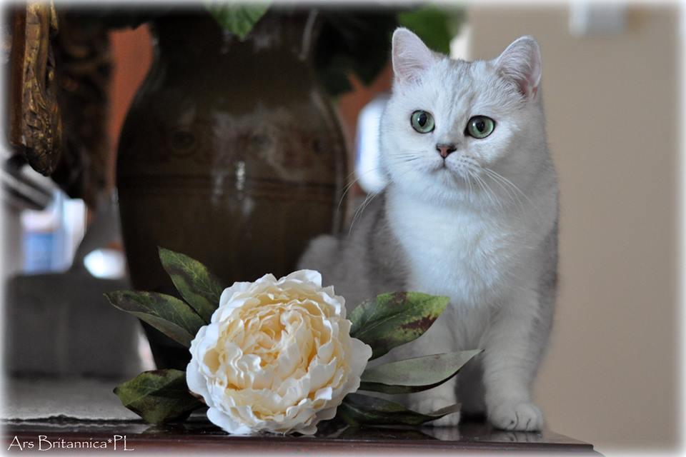 Fanabella Ars Britannica*PL