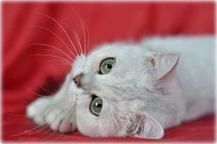 Fanabella Ars Britannica*PL