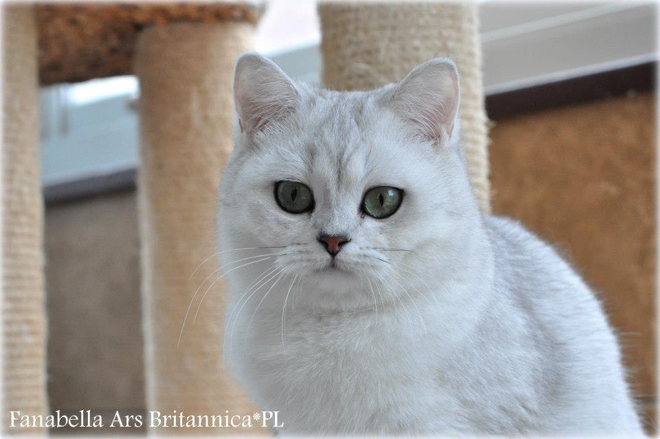 Fanabella Ars Britannica*PL