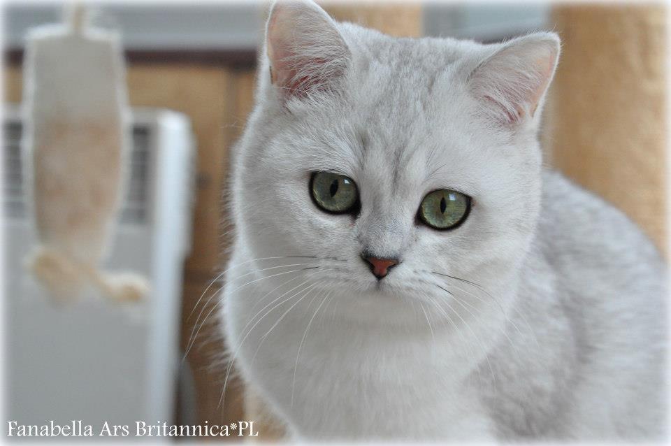 Fanabella Ars Britannica*PL