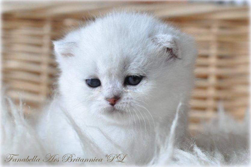 Fanabella Ars Britannica*PL