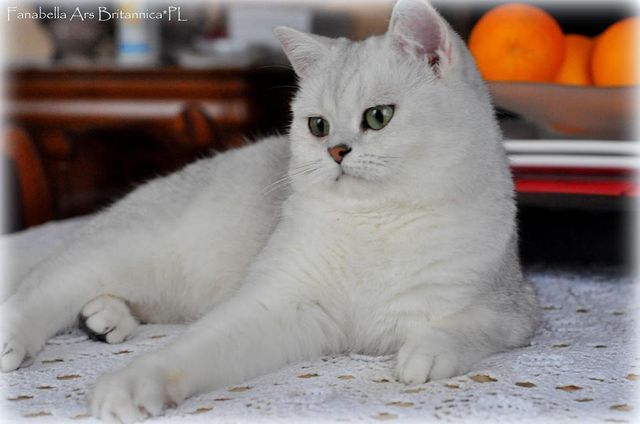 Fanabella Ars Britannica*PL