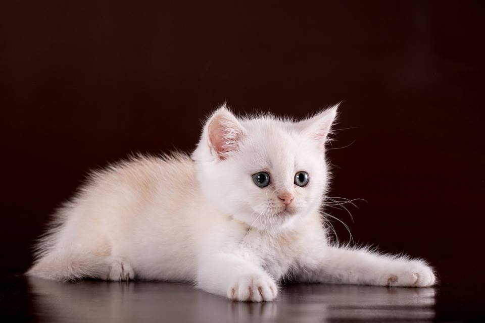 UA*Sweet-Beast Fanta