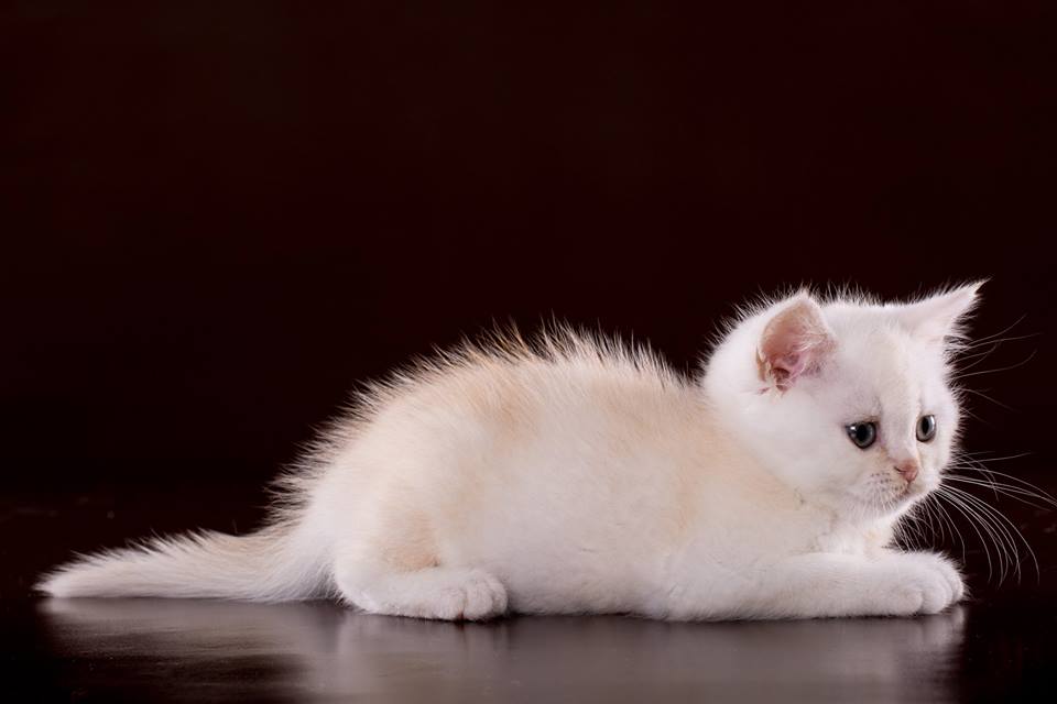 UA*Sweet-Beast Fanta