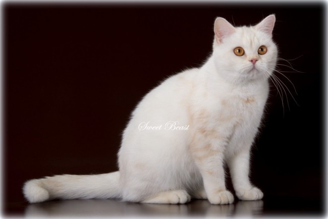 Lorentza Cameo Somerset*RU