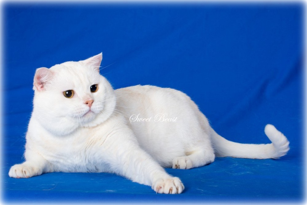 CH WCF Crystal Love Caesar*UA