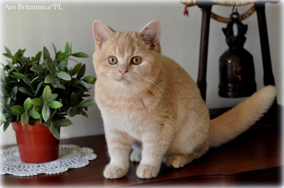 Fantasia vom Sunset Garden*DE