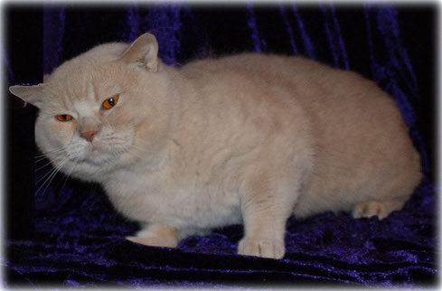 CH Amadeus von Schloss Schwansbell*DE