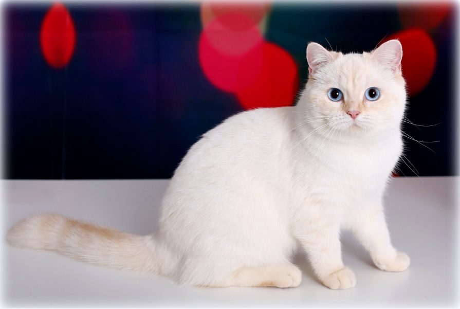 White Angel vom Sunset Garden*DE