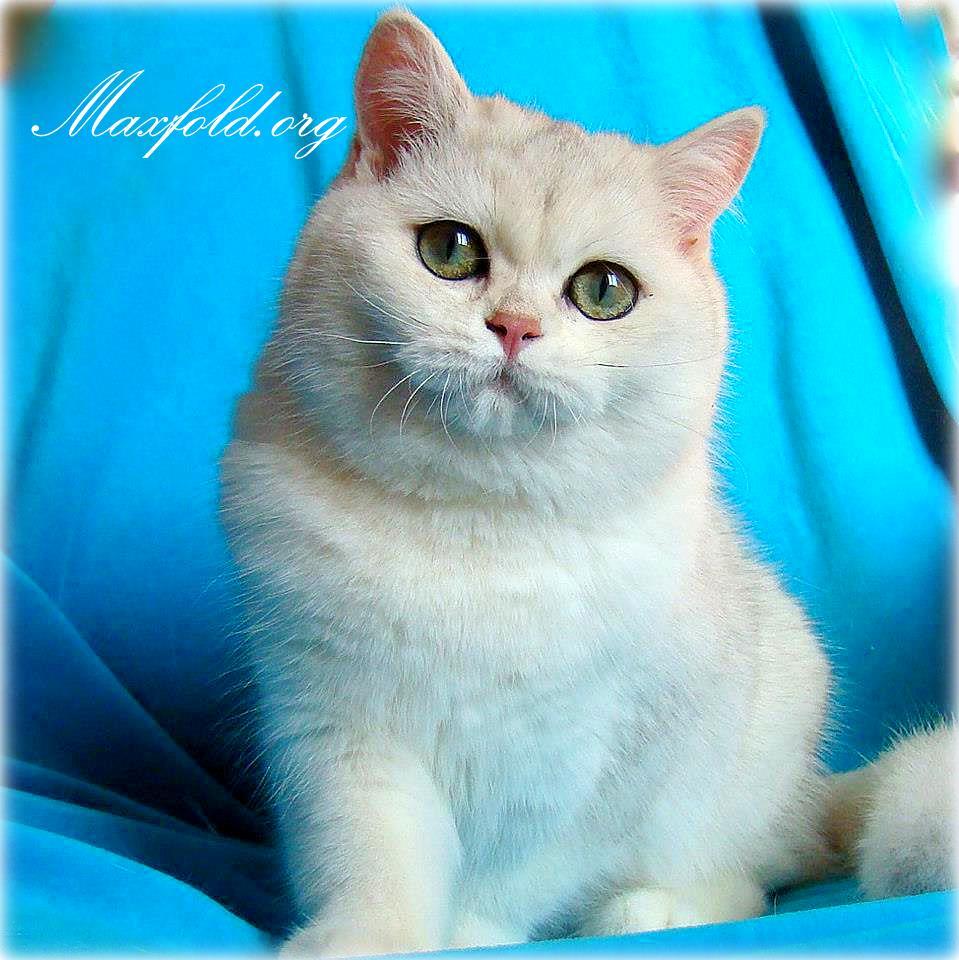 Happy Bears Kelly Silver Lady