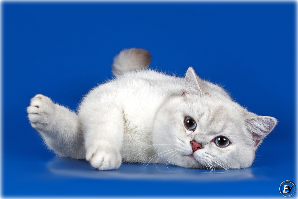 Diamond-Pro Happy Boy