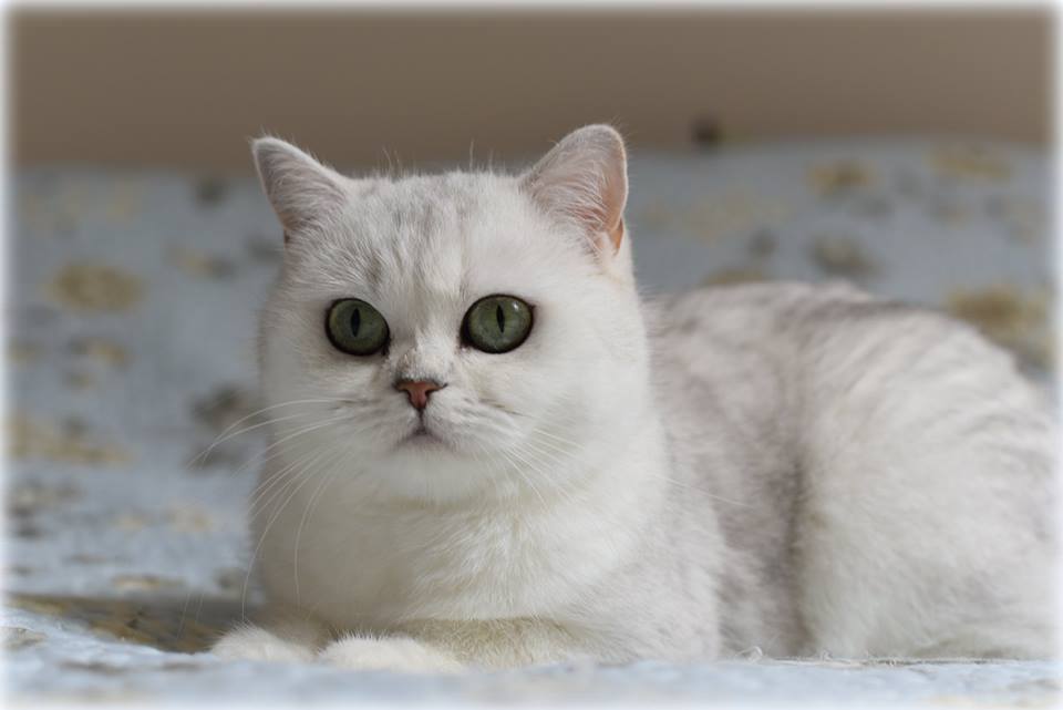 IC Silver Florentine of Cat Philosophy*DE