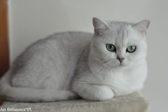 IC Silver Florentine of Cat Philosophy*DE