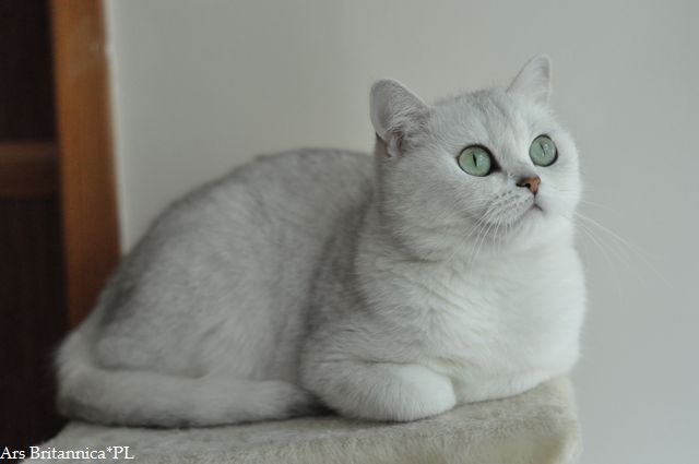 IC Silver Florentine of Cat Philosophy*DE