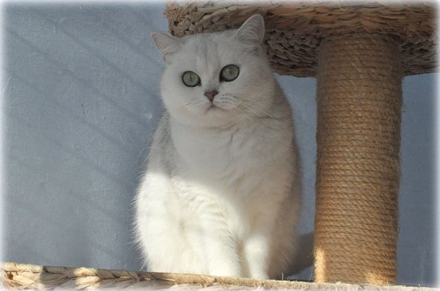 IC Silver Florentine of Cat Philosophy*DE