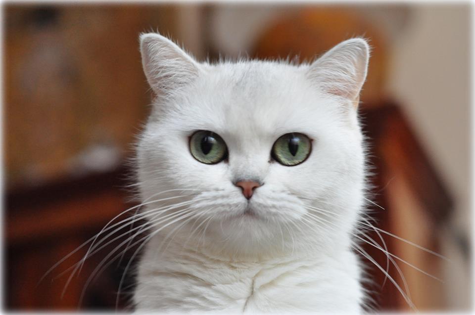 IC Silver Florentine of Cat Philosophy*DE