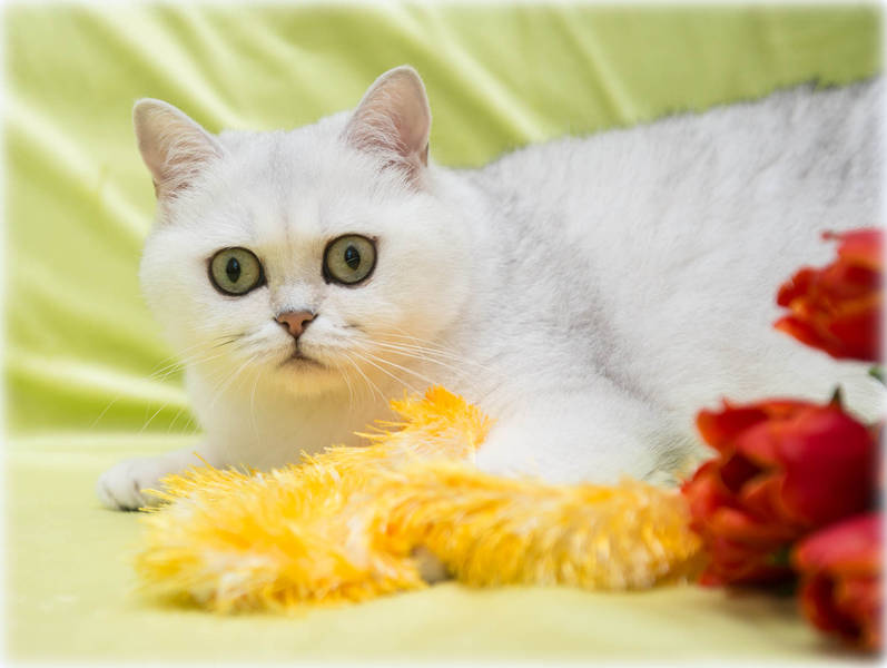 IC Sunflower vum Rousegaard (BRI ns 11)