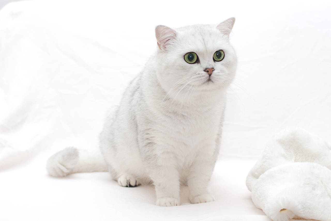 SC Silver Fridolin from Sunnyplace*DE 