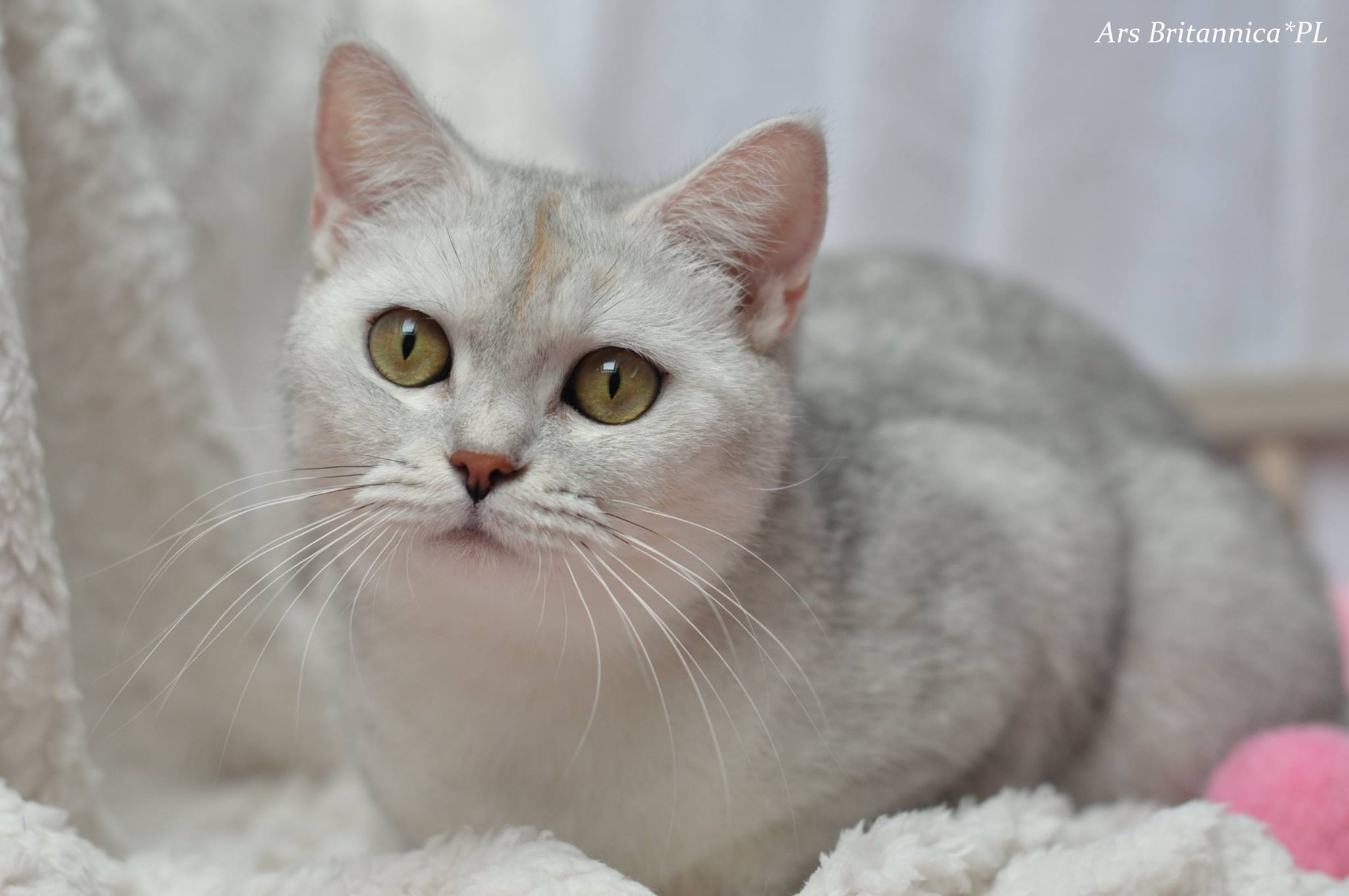 Frida Golden Teddys*PL