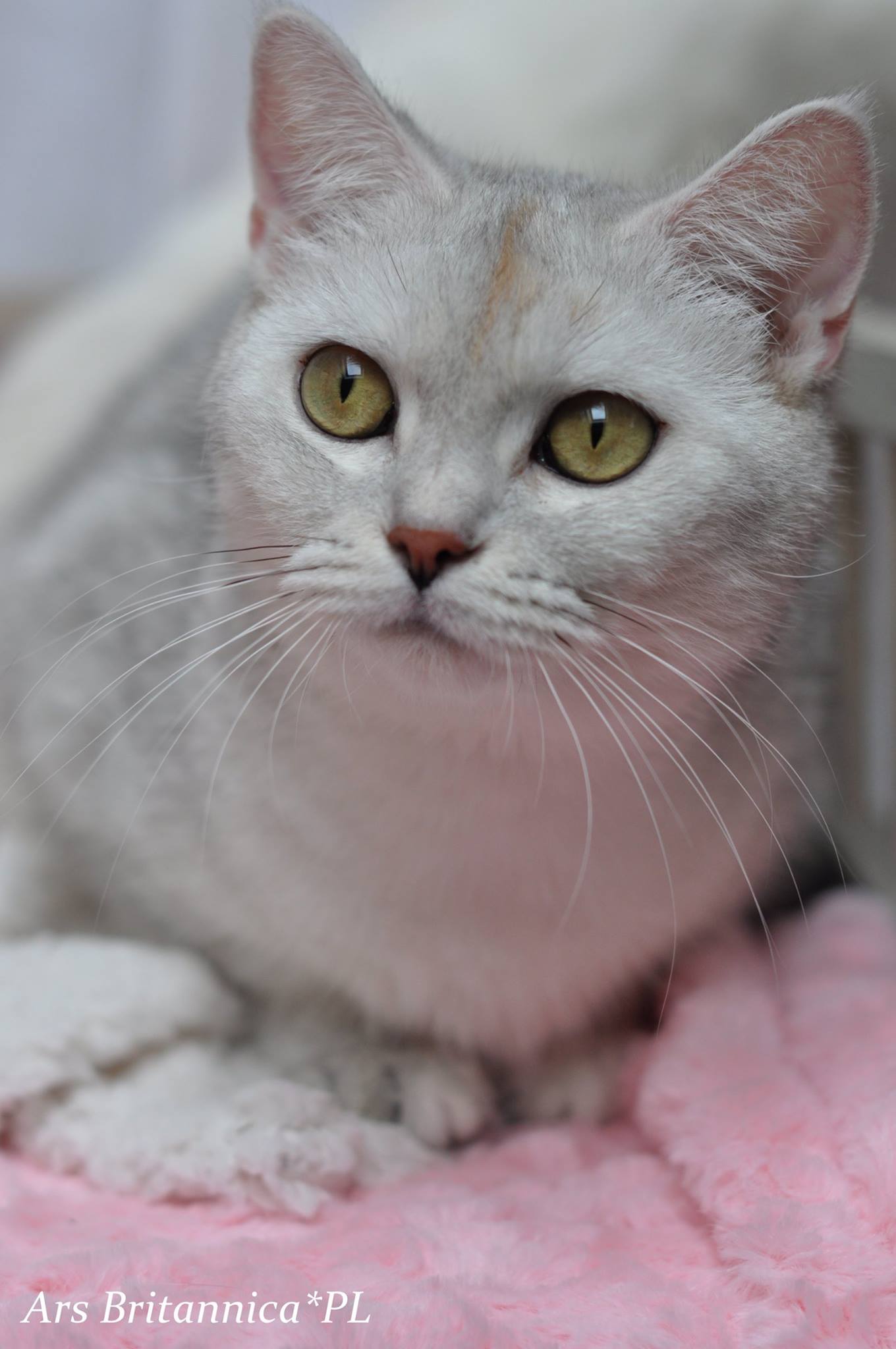 Frida Golden Teddys*PL