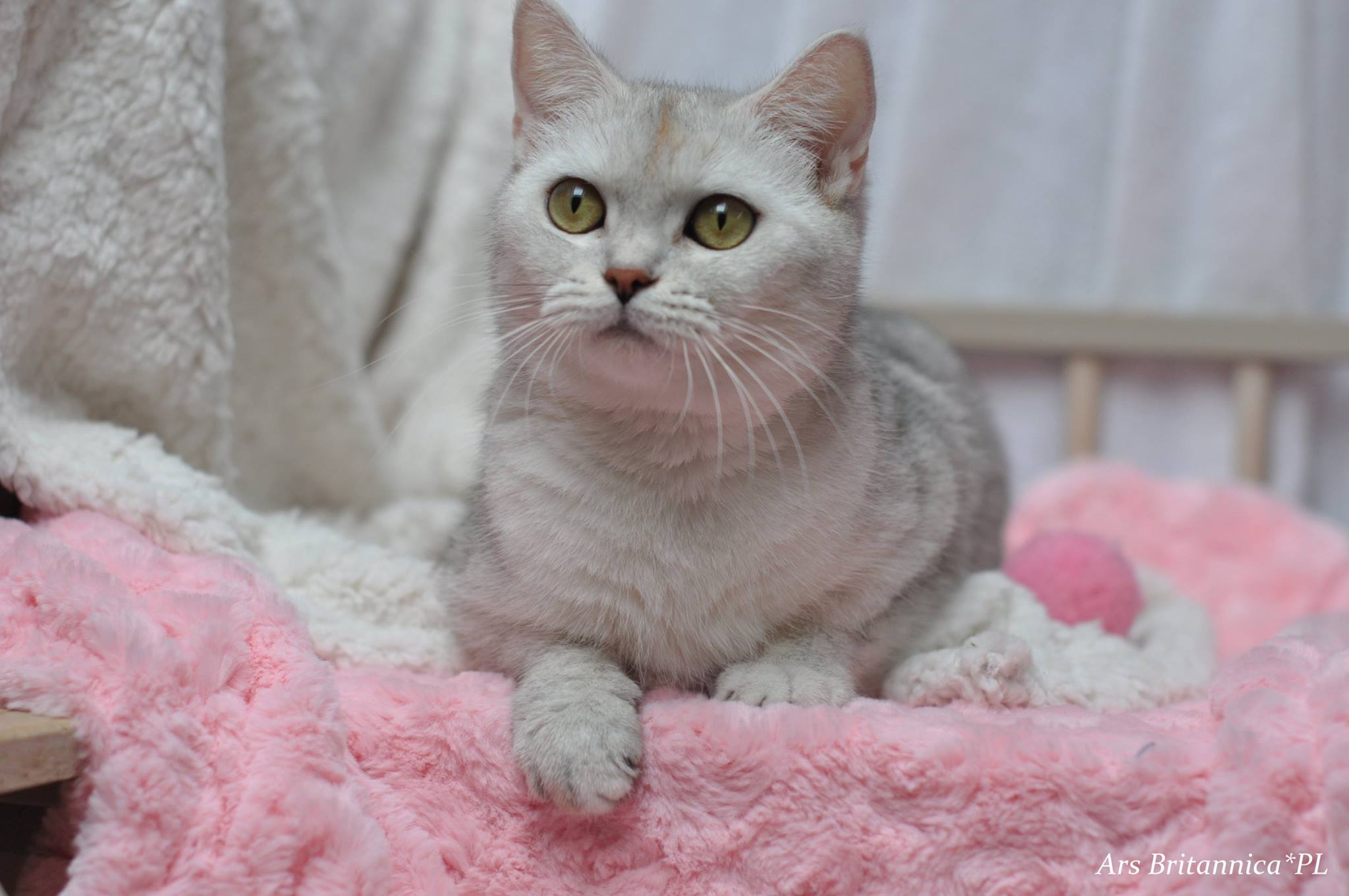 Frida Golden Teddys*PL