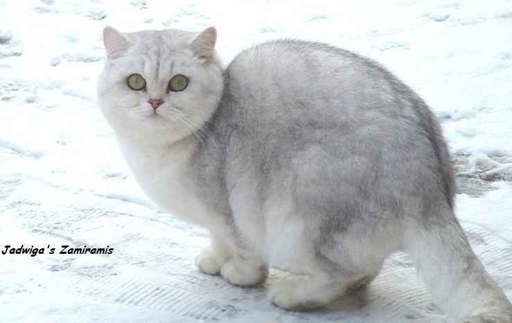 GIC NL*Jadwiga's Zamiramis 