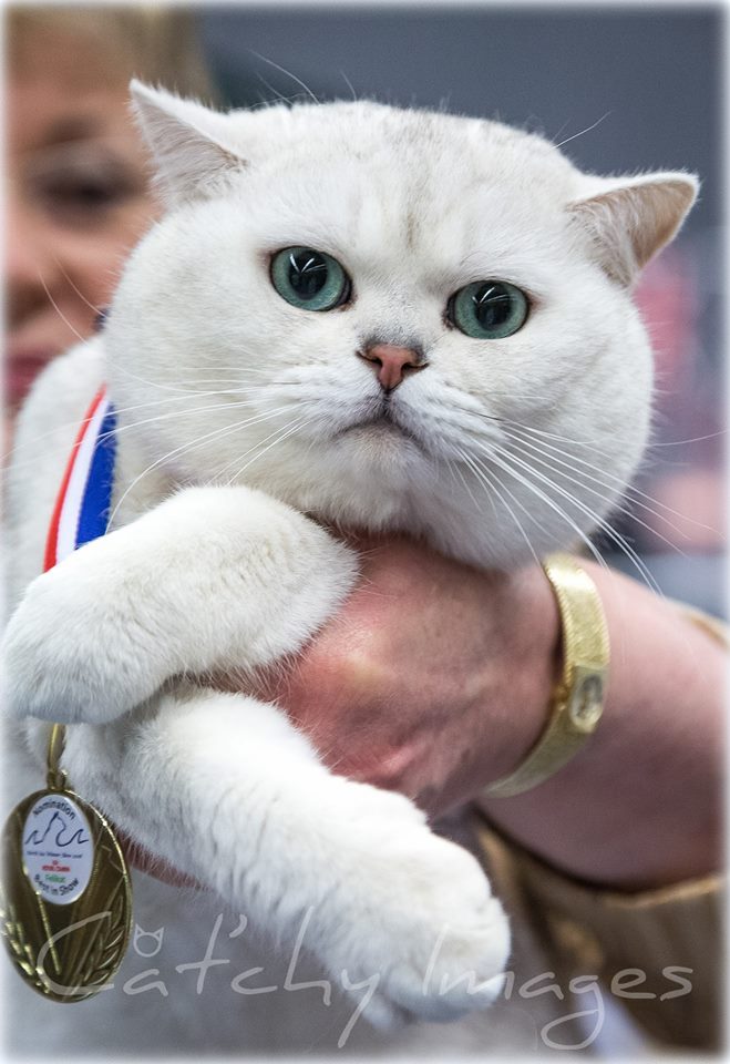 NW GIC Claudius von Burg Weissensee*DE