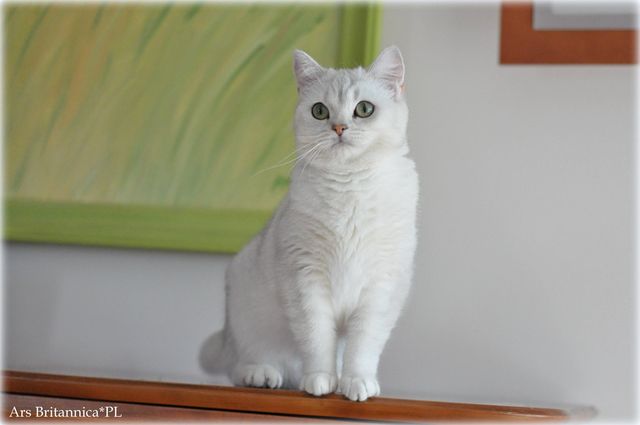 GB*Torridonian Georgia