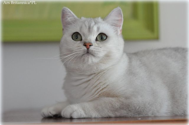 GB*Torridonian Georgia