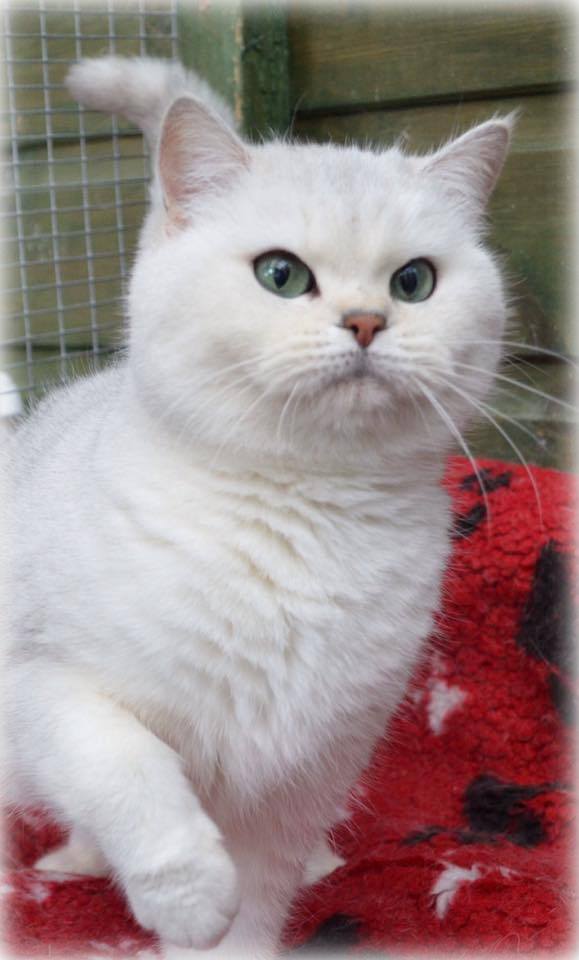 Hadleywood Silver Spirit