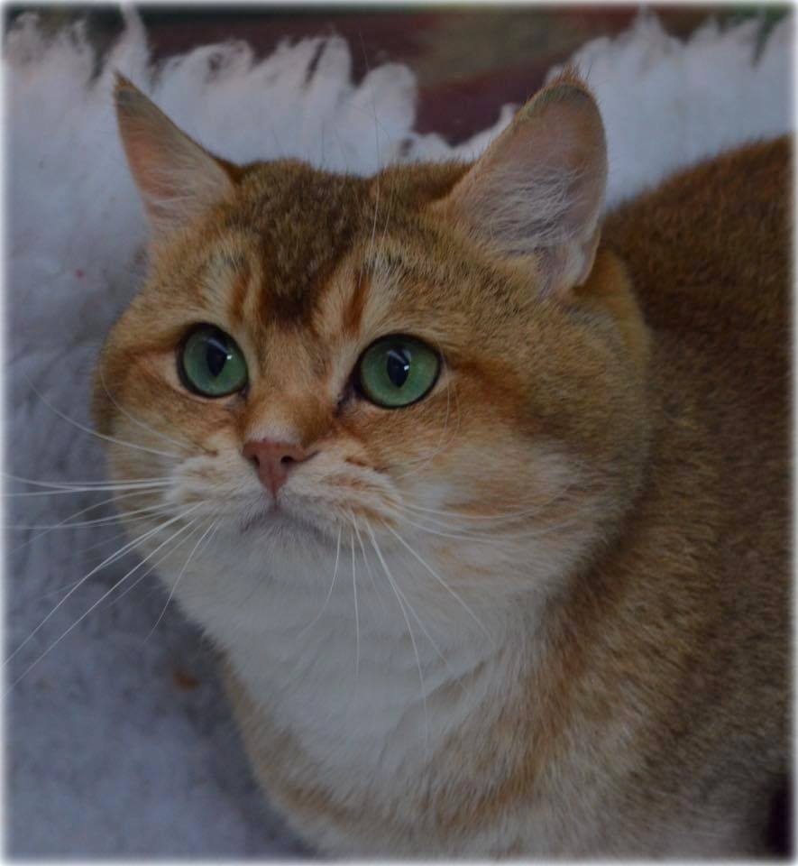  CH (GCCF) Old Possums Velcro 