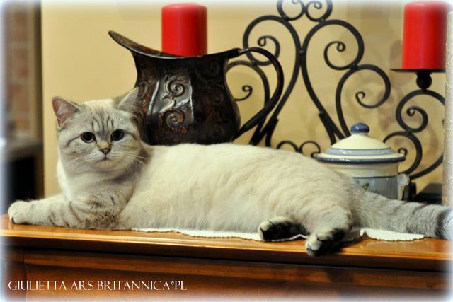 Giulietta Ars Britannica*PL