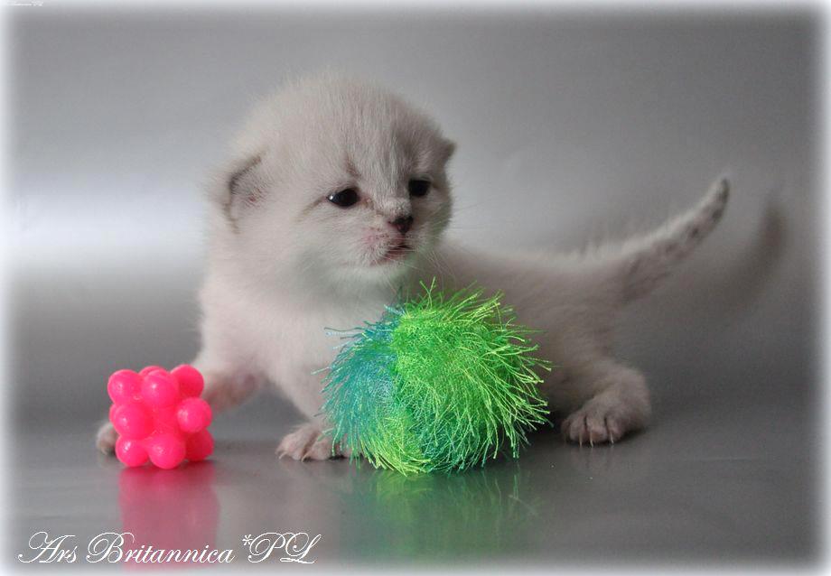 Giulietta Ars Britannica*PL