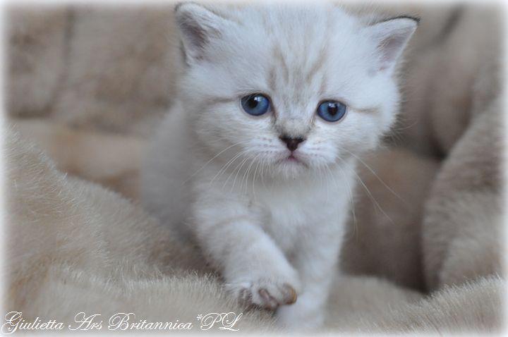 Giulietta Ars Britannica*PL