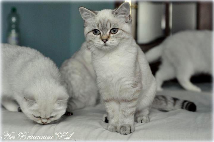 Giulietta Ars Britannica*PL