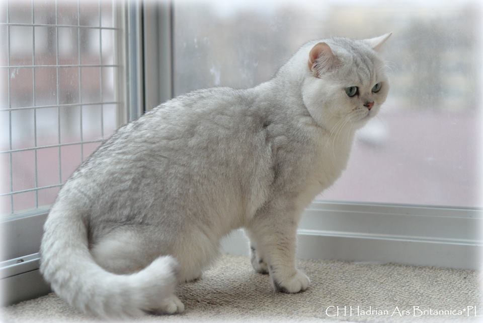 CH Hadrian Ars Britannica*PL