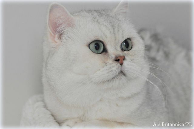 CH Hadrian Ars Britannica*PL