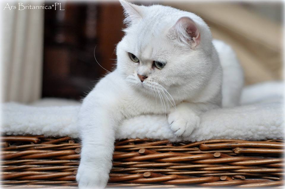 CH Hadrian Ars Britannica*PL