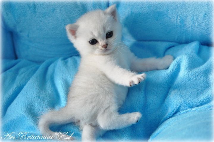 CH Hadrian Ars Britannica*PL